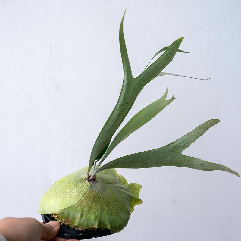 2025.11/12〜】板付ビカクシダ P. ziesenhenne（pup） | IMAMA