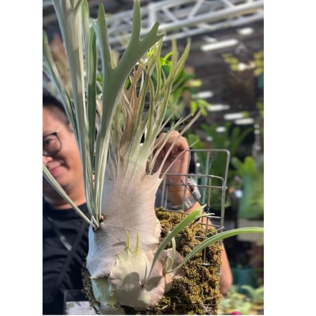 ビカクシダ　veitchii from@IMAMA CATEGORY veitchii | IMAMA