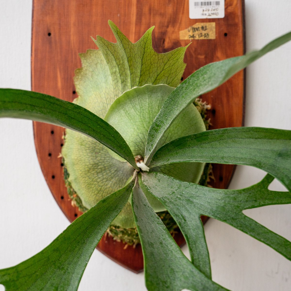 2025.11/18〜】板付ビカクシダ P. Ubon#2 （pup） | IMAMA