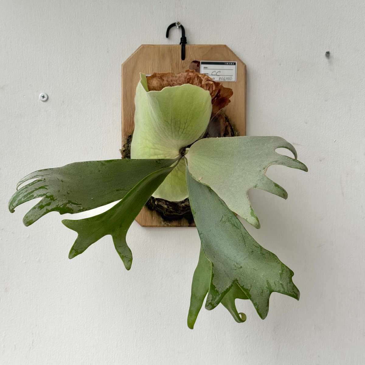 ビカクシダ　ペドロタツタ　板付 Platycerium willinckii cv Pedro Tatsuta (TC) ビカ