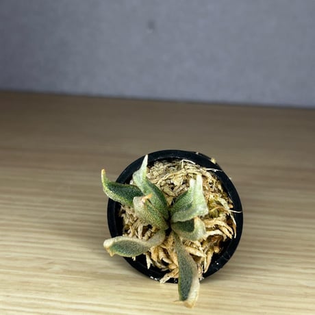 CATEGORY Platycerium（ビカクシダ/品種別） | IMAMA