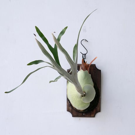 CATEGORY Platycerium（ビカクシダ/品種別） | IMAMA