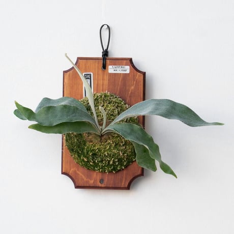 コウモリラン | STORES