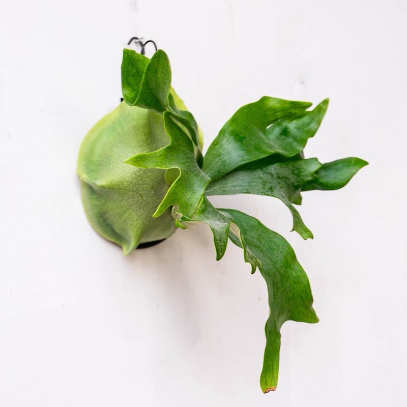 2025.11/19〜】板付ビカクシダ P.hillii Ngaesai（pup） | I