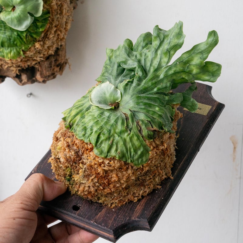 2025.7/15〜】板付ビカクシダ P wandae dwarf（TC） | IMAMA