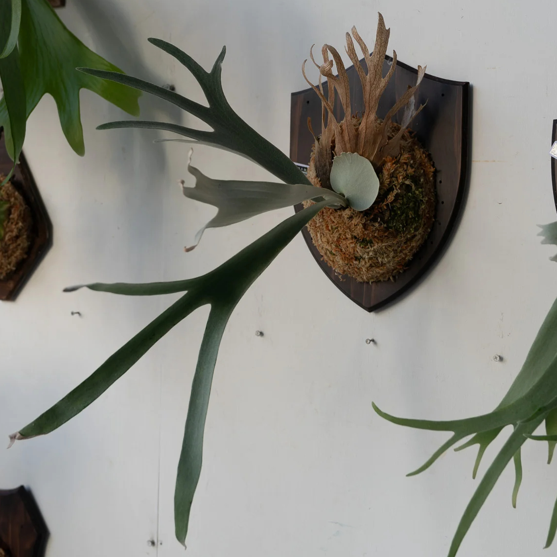 2025.6/16〜】板付ビカクシダ P. Himaraya | IMAMA