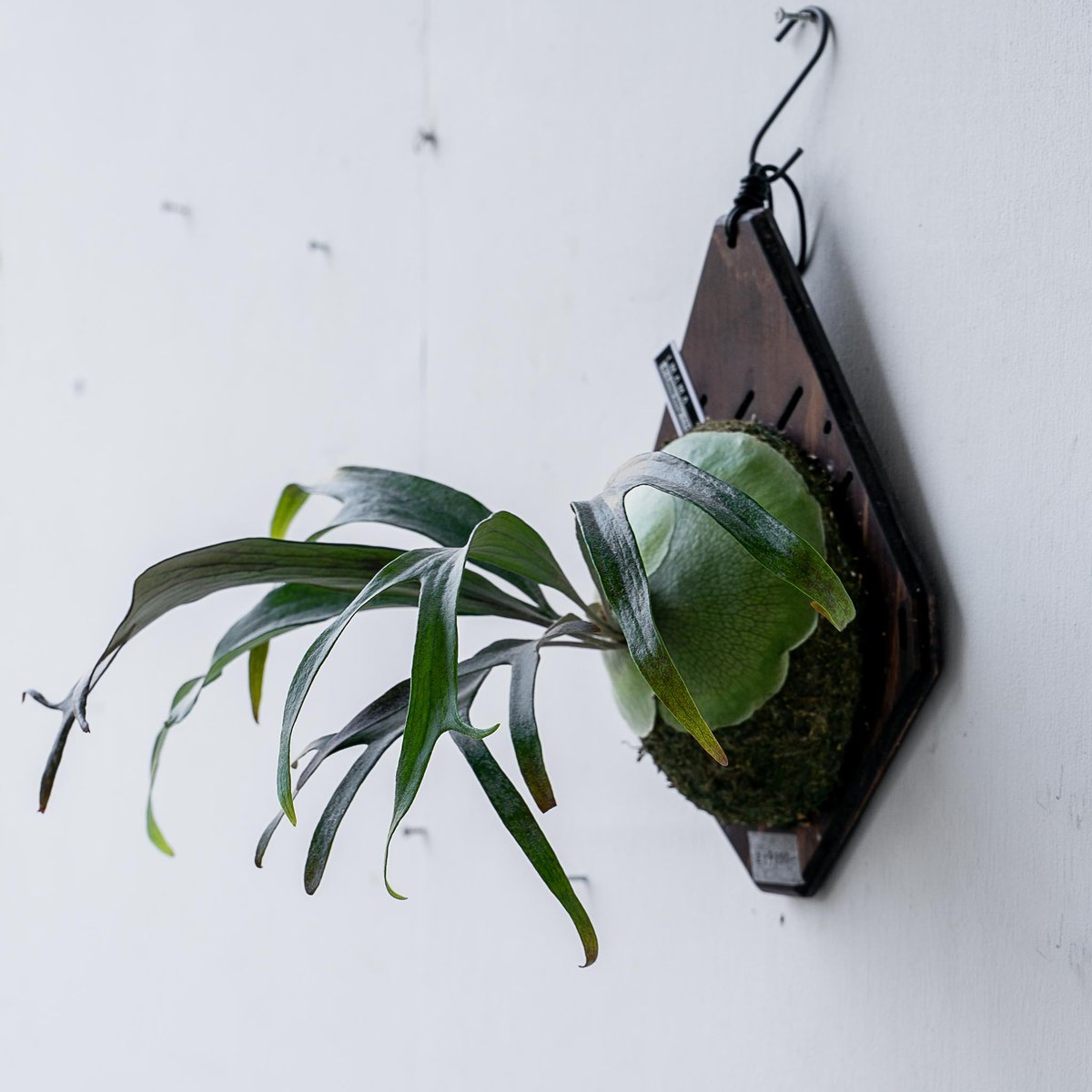 2025.11/12〜】板付ビカクシダ P.Little kitty（TC） | IMAMA