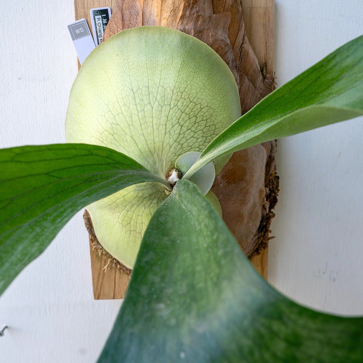 【親株出品】P.borg series/ビカクシダ 親株出品】P.borg series/ビカクシダ 親株出品】P.borg series/ビカクシダ