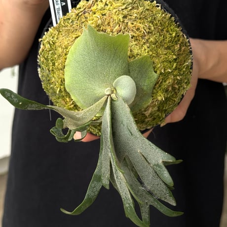 【2026.5/26〜】板付ビカクシダ　  P. wilinckii 'Bacteria' sporeling_2