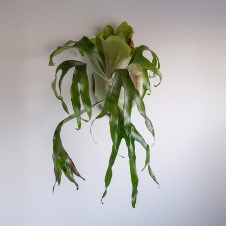 CATEGORY ¥20,001〜¥30,000 | IMAMA