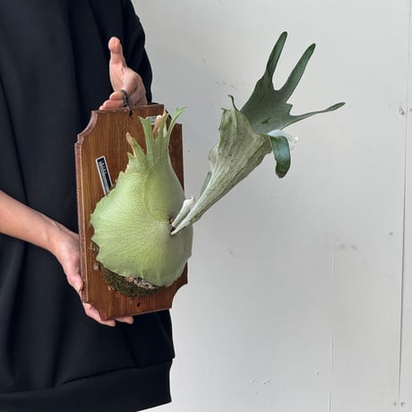 【2026.5/10〜】板付ビカクシダ　P. veitchii × P. bifurcatum