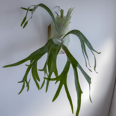 CATEGORY Platycerium（ビカクシダ/品種別） | IMAMA