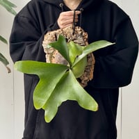 【order】コルク付ビカクシダ　  P. ellisii