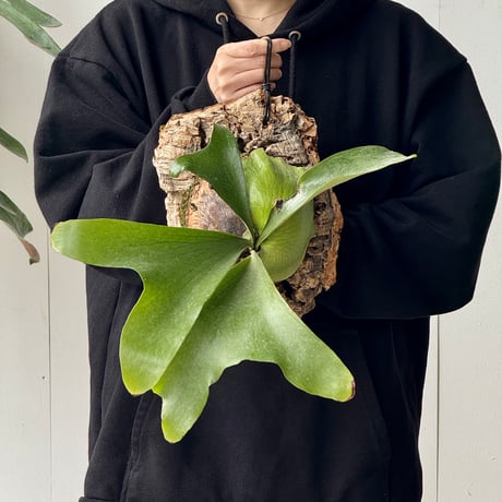 imama様へ CATEGORY Platycerium（ビカクシダ/品種別） | IMAMA