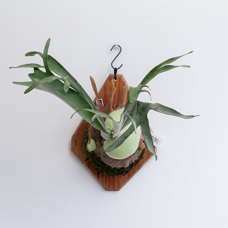 ビカクシダ ccc ビカクシダ ccc ビカクシダ15種