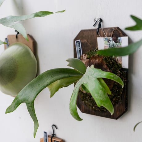 P.willinckii Leonids レオニズ pup 【公式通販】