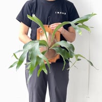【2026.6/4〜】板付ビカクシダ　P. hillii 'Dragon Claw#2' [pup]