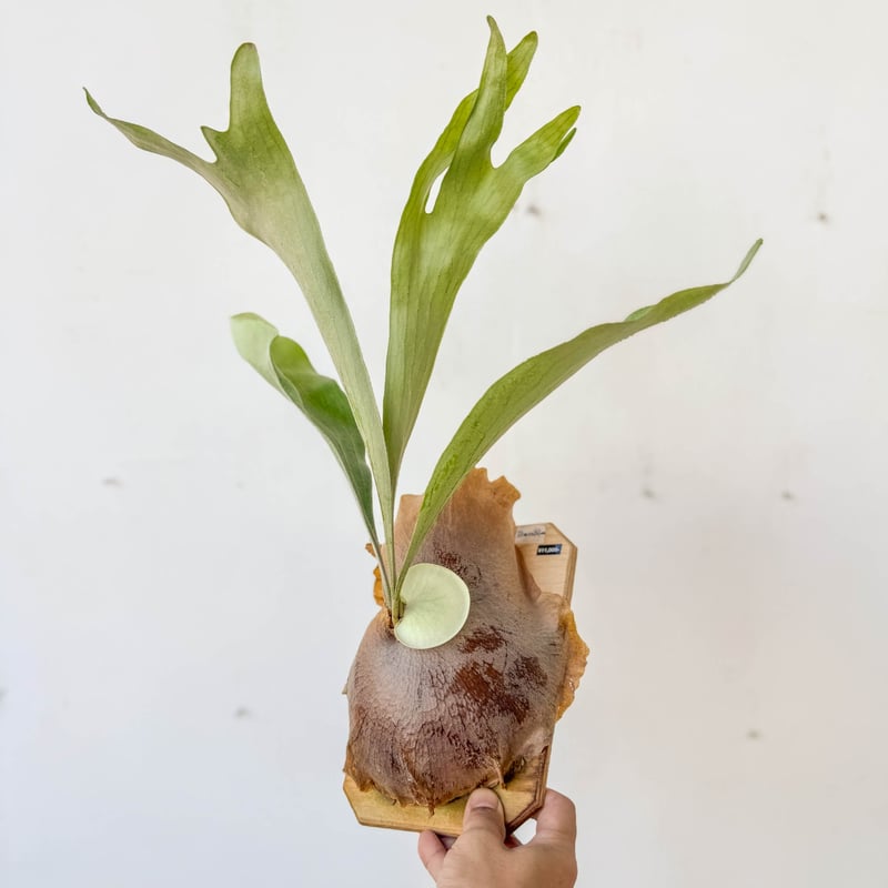 ビカクシダ　P.FSQ VP#11 pup 焼き板付け ビカクシダ P.FSQ VP#11 pup 焼き板付け