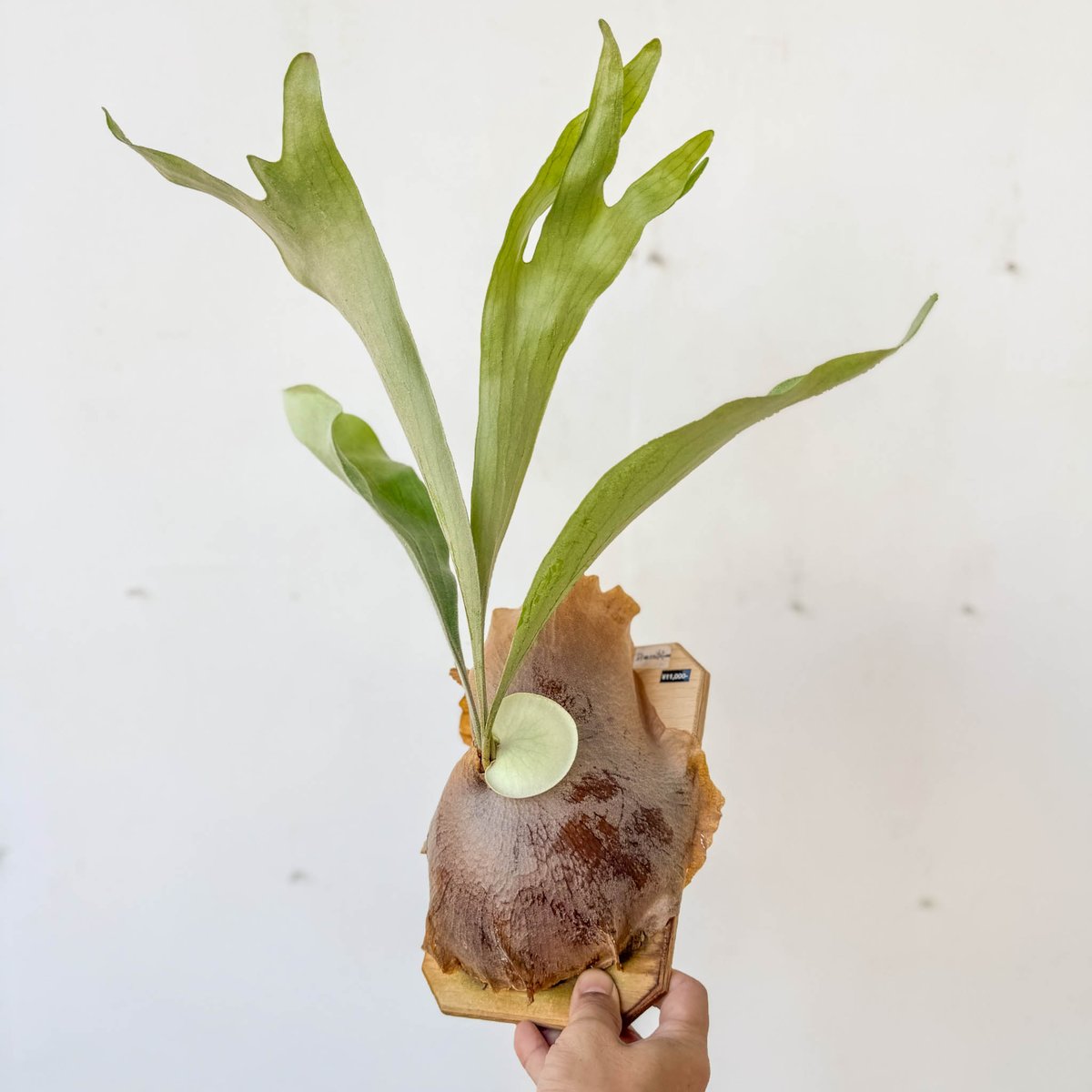 板付ビカクシダ P. diversifolium（pup） | IMAMA