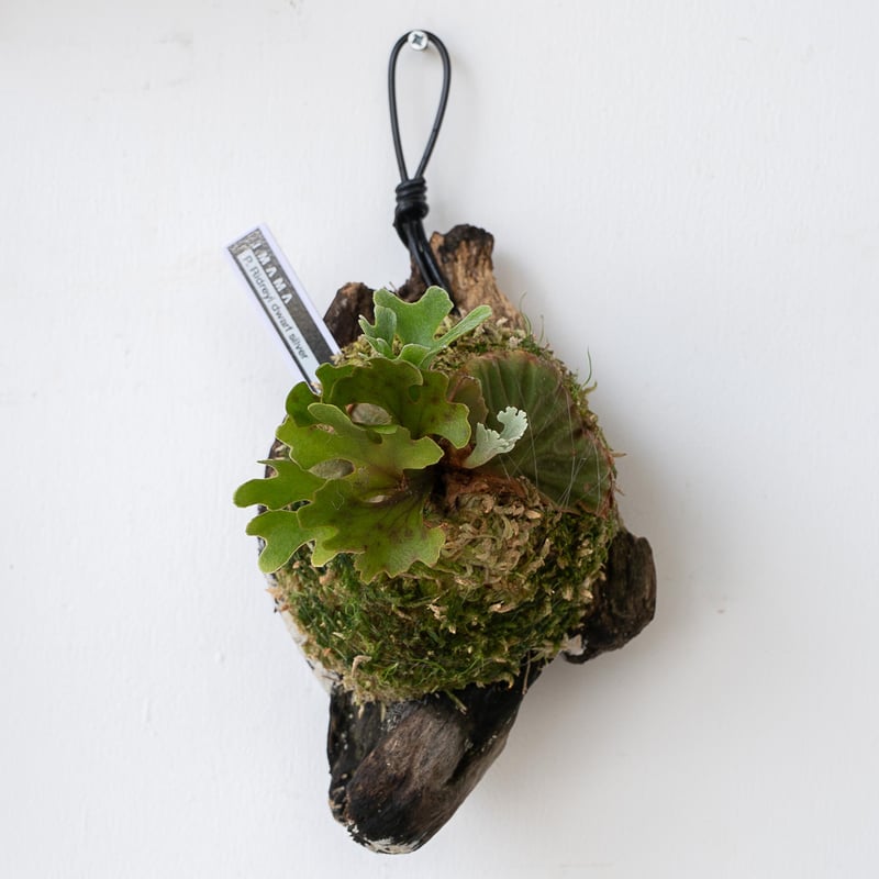 2025.7/7〜】板付ビカクシダ P. Ridleyi dwarf silver 流木 |