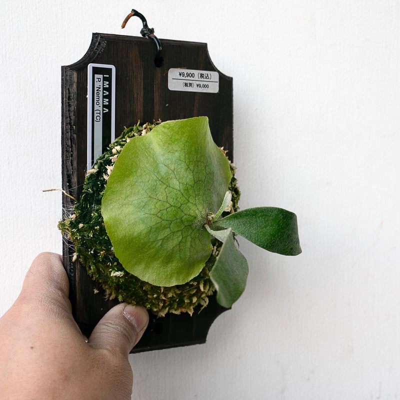 2025.11/22〜】板付ビカクシダ P. 'Nemo' （TC） | IMAMA