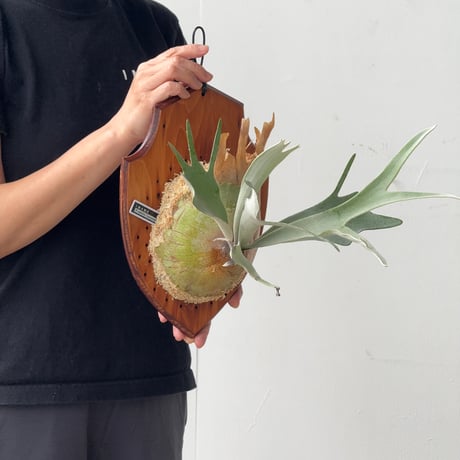 【2026.6/4〜】板付ビカクシダ　P. veitchii 'Lemoinei'