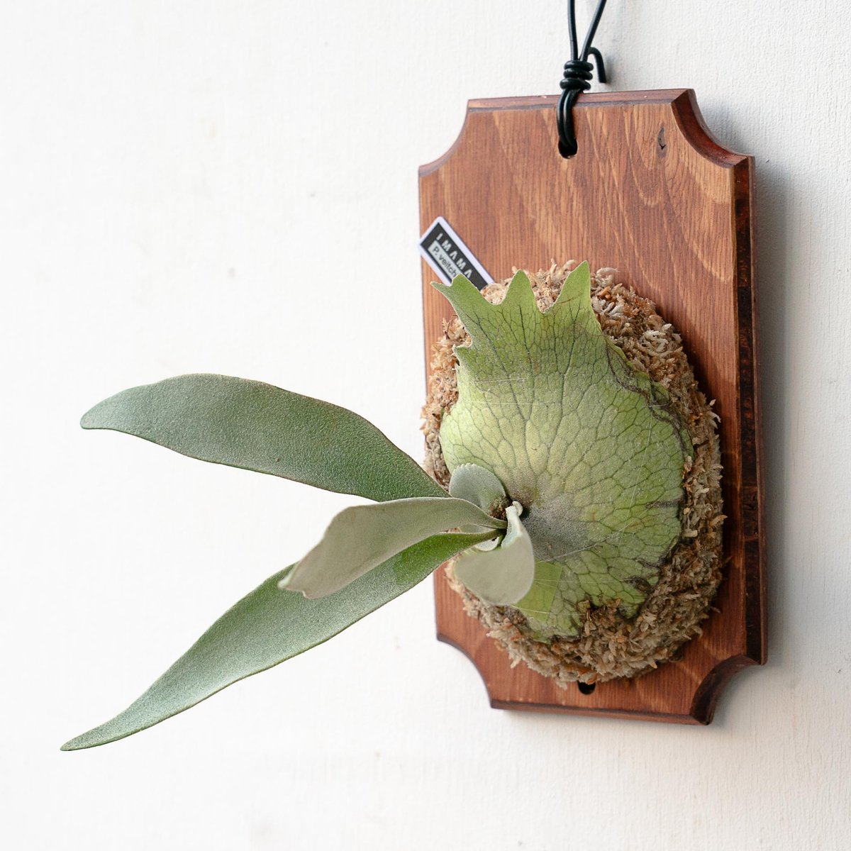 ビカクシダ　veitchii from@IMAMA 2025.11/22〜】板付ビカクシダ P. veitchii | IMAMA