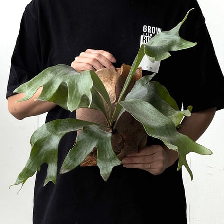 ビカクシダ | STORES