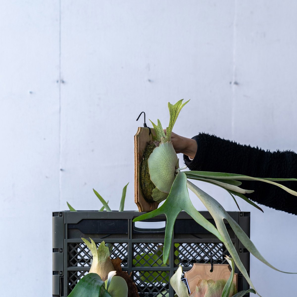 【①】P. veitchii limited second 板付　ビカクシダ 2025.2/20〜】板付ビカクシダ P. veitchii_1 | IMAMA