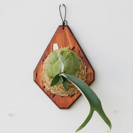 コウモリラン | STORES