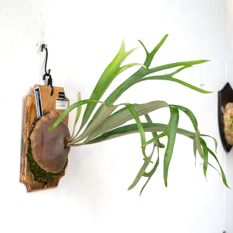 2025.8/2〜】板付ビカクシダ P. kiyohime（pup） | IMAMA