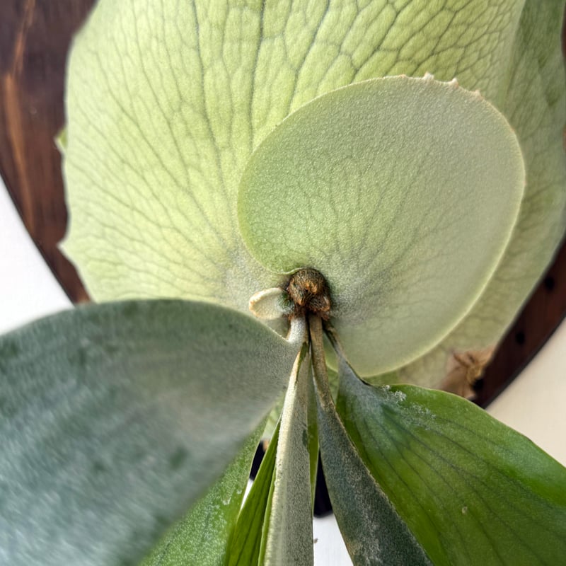 ビカクシダ問い合わせ用 ビカクシダ ビィーチー コルク壁掛け 観葉植物 | 陽華園