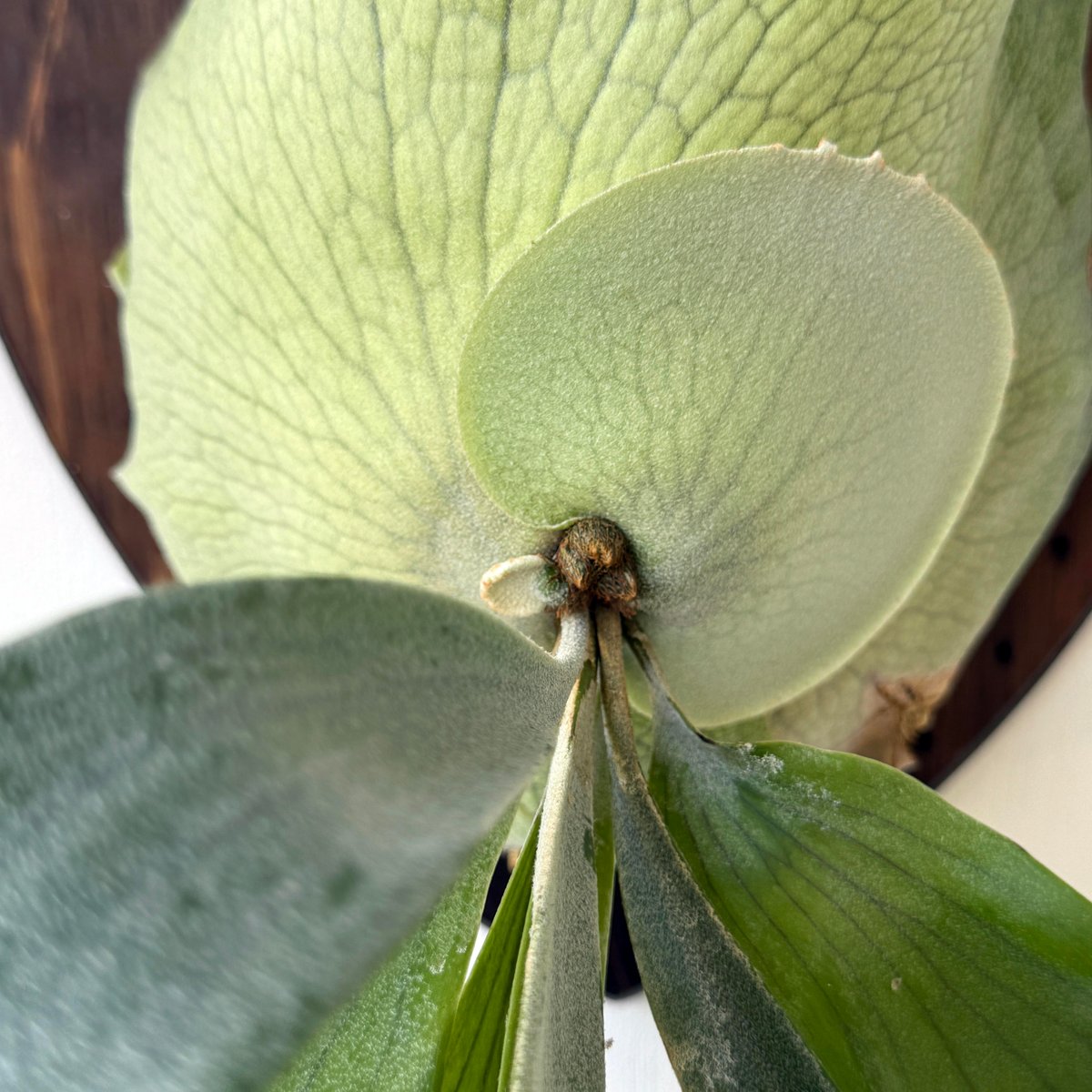 板付ビカクシダ P. Titan woot#13 | IMAMA