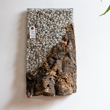 【すー品】ビカクシダアソート すー品】ビカクシダアソート 楽天市場】ビカクシダ P.'River