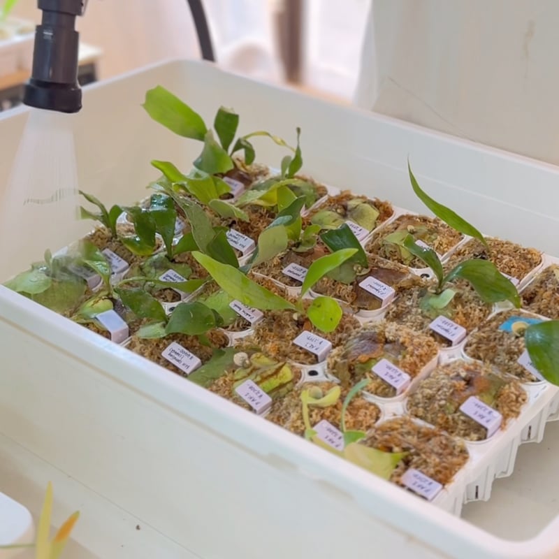 Pot house_90_24（システムトレー24穴＋パーツセット） | IMAMA