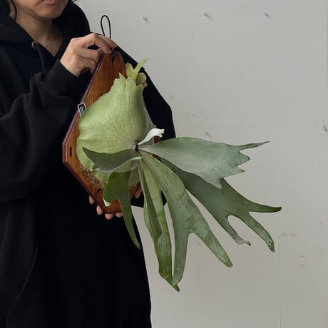 【2026.5/24〜】板付ビカクシダ　  P. willinckii sporeling