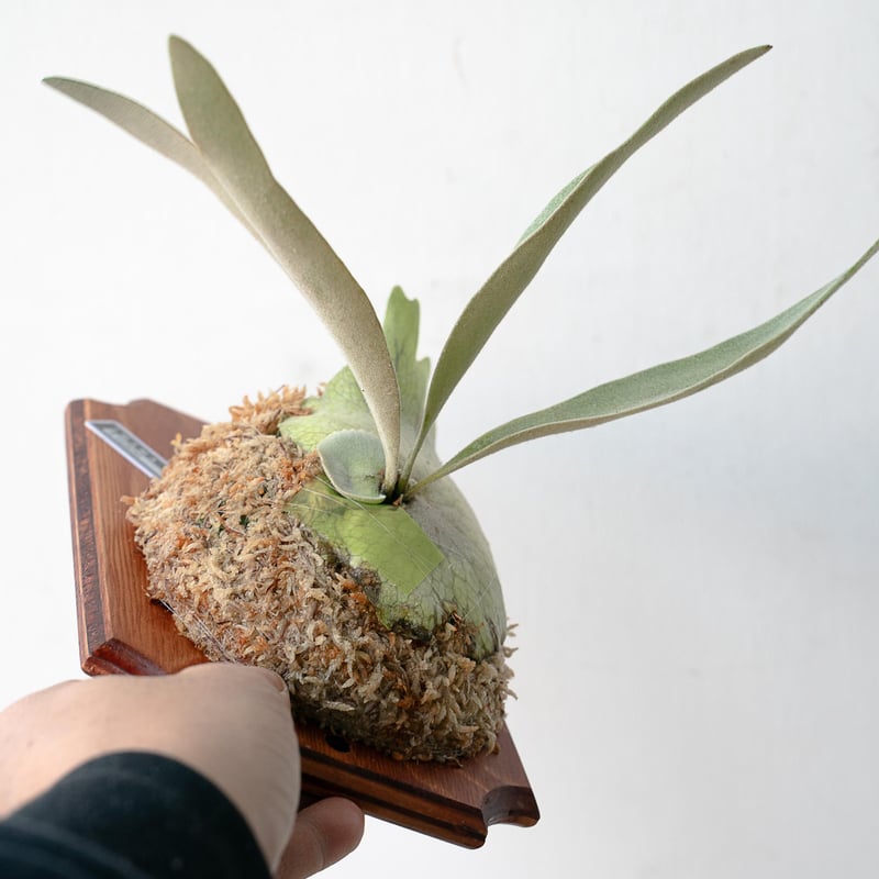 2025.11/22〜】板付ビカクシダ P. veitchii | IMAMA