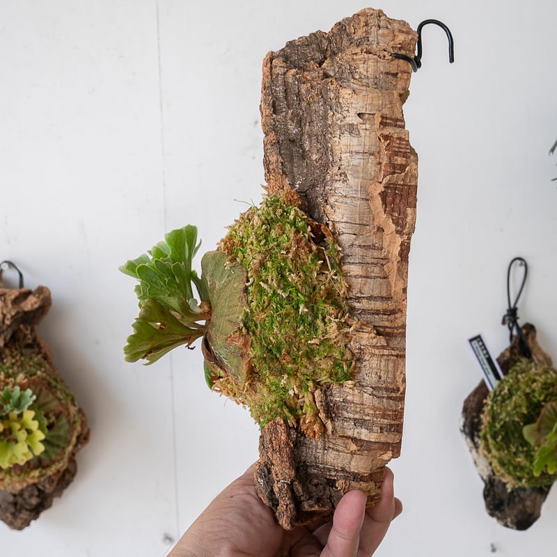 2025.7/7〜】板付ビカクシダ P. Ridleyi dwarf silver コルク0