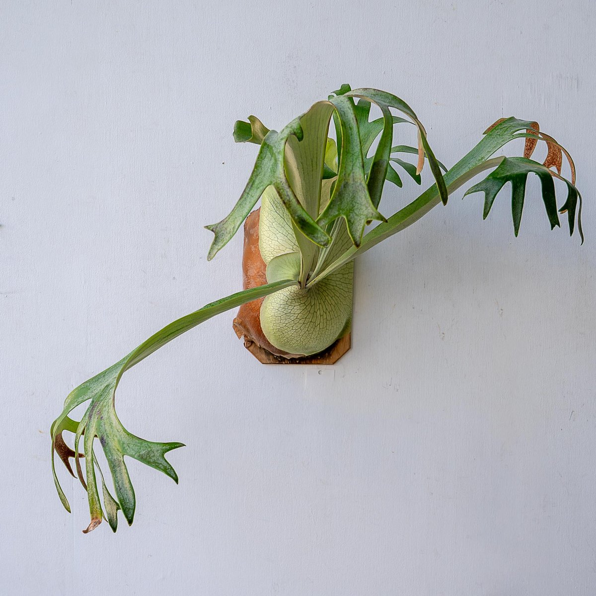 2025.11/12〜】板付ビカクシダ P. hillii 'Miss Moana'（pu