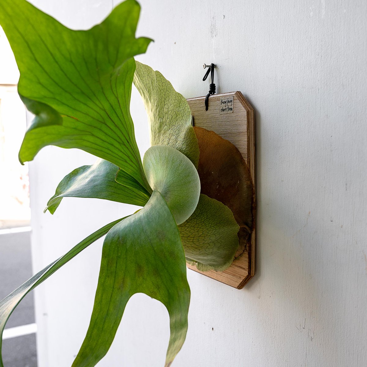 ビカクシダ hillii ‘Bangpung’ 親株 超お得 ビカクシダ hillii 'Bangpung' 親株 超お得 2025.11/12〜】板付