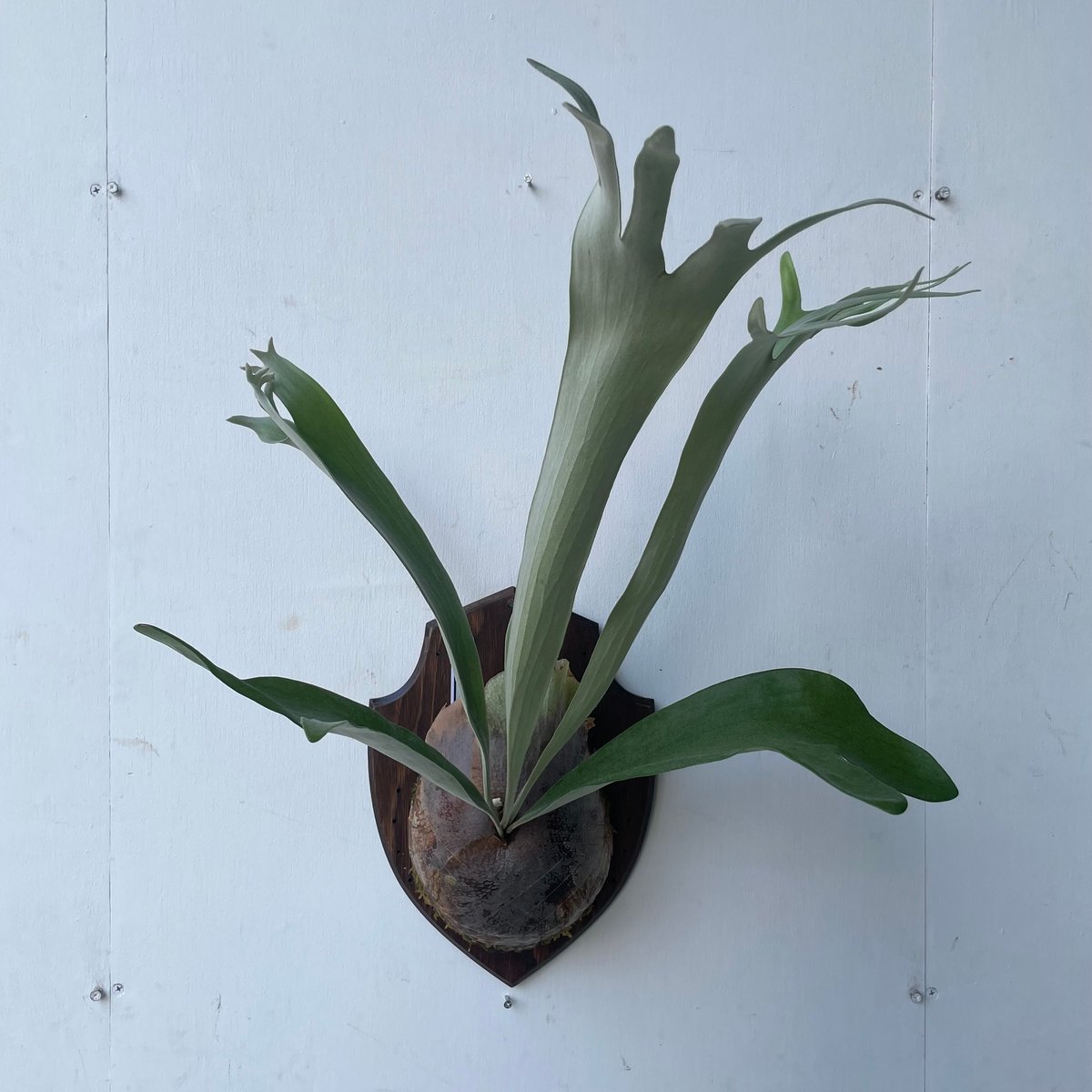 P. ’Mr.Ito’ #E ビカクシダ P. 'Mr.Ito' #E ビカクシダ 立葉 【公式通販】