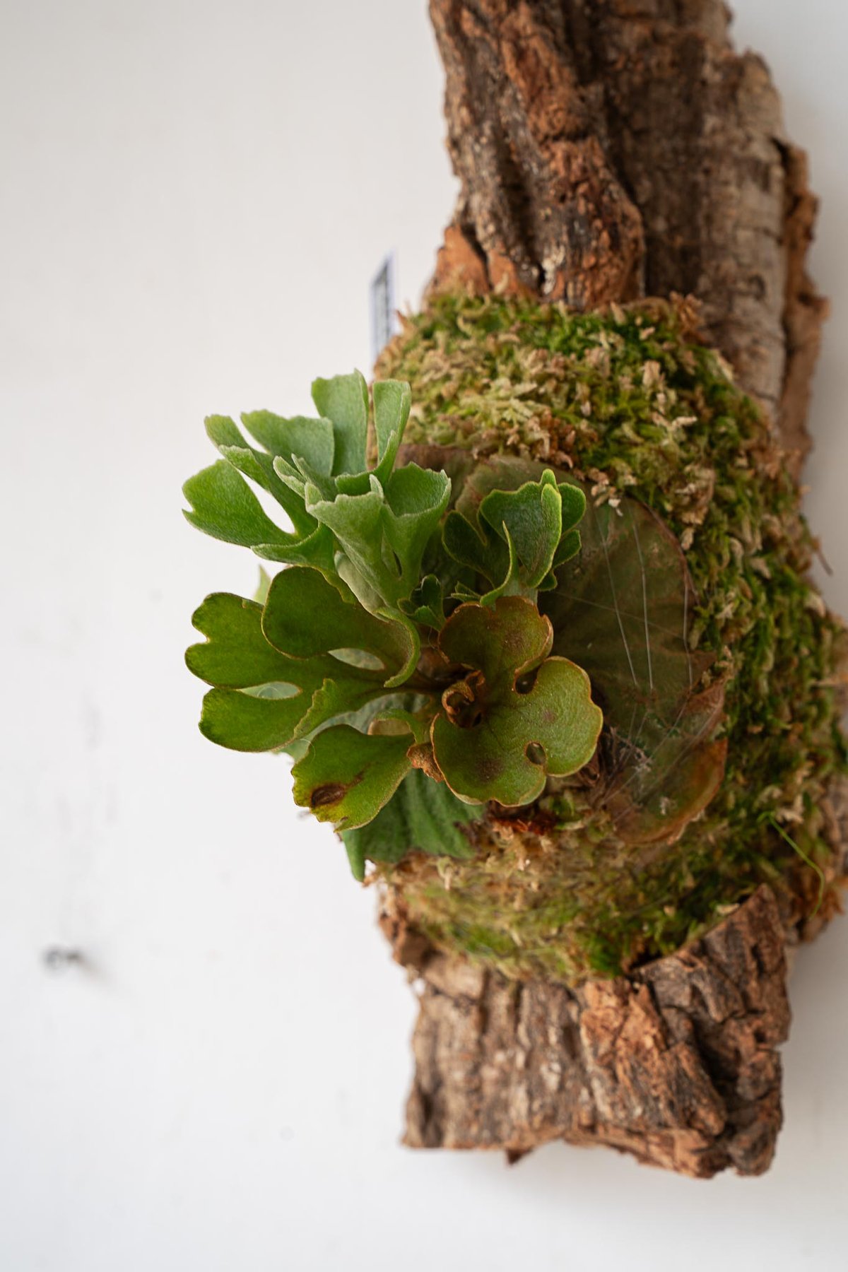 2025.7/7〜】板付ビカクシダ P. Ridleyi dwarf silver コルク0