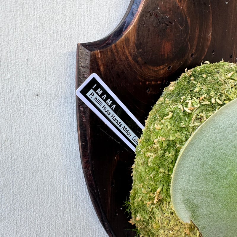 板付ビカクシダ P. hillii 'Hula Hands Africa' （pup） |