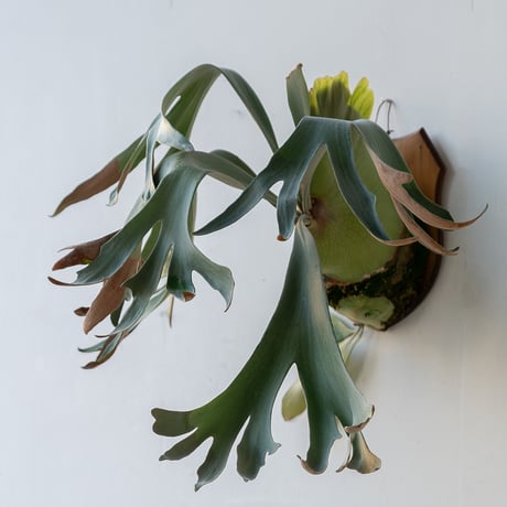 P. Hakuna matata F301 P. 'Hakuna Matata' Snow Queen F301