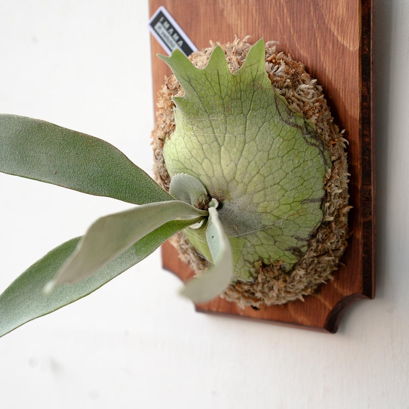 2025.11/22〜】板付ビカクシダ P. veitchii | IMAMA