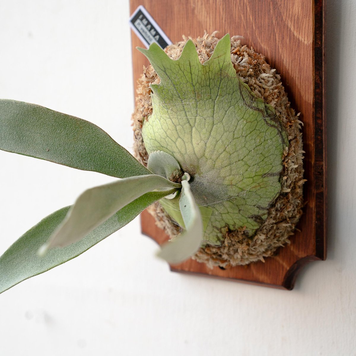 2025.11/22〜】板付ビカクシダ P. veitchii | IMAMA