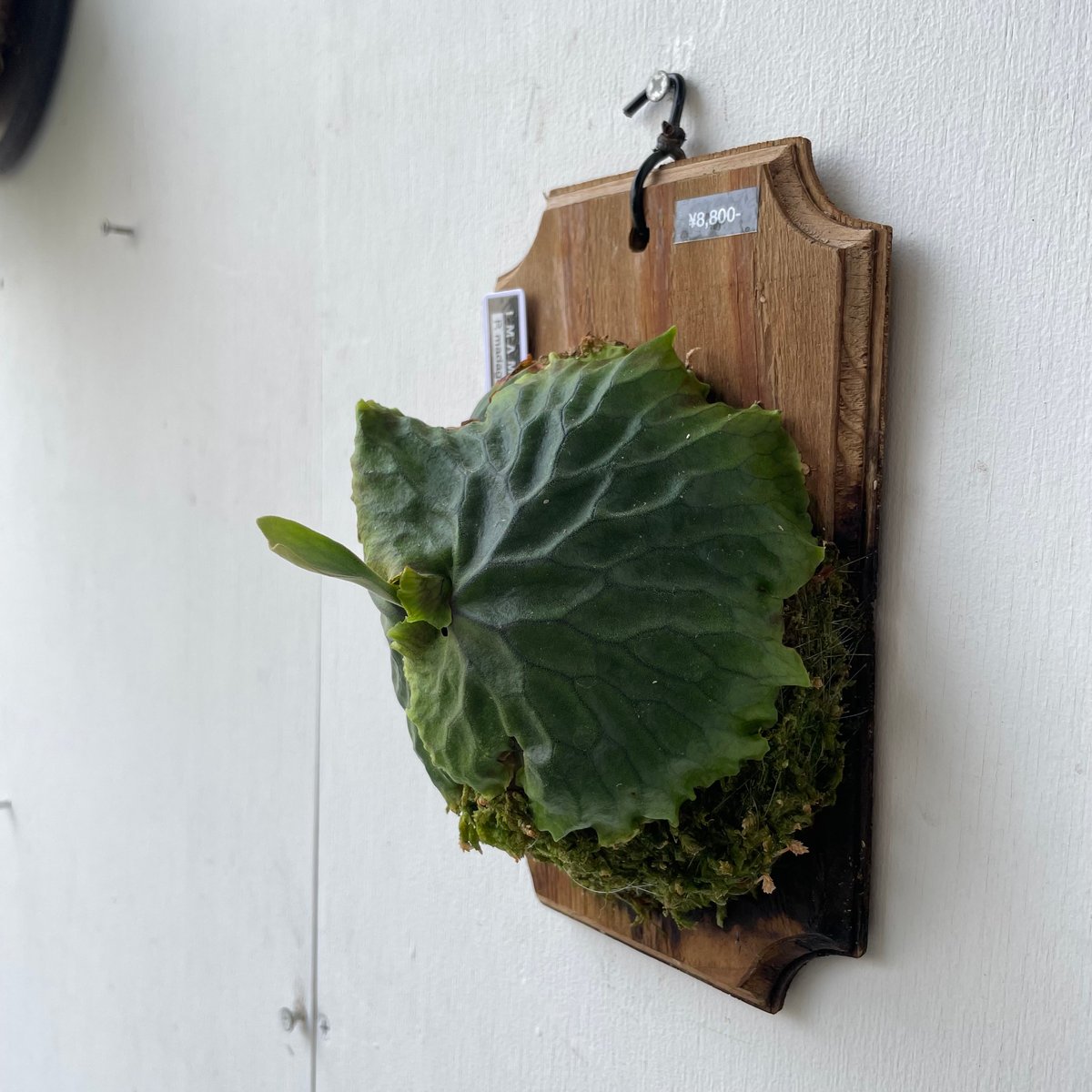 ビカクシダ P.madagascariense Yahoo!オークション - P. madagascariense (wild由来株) マダガスカリ