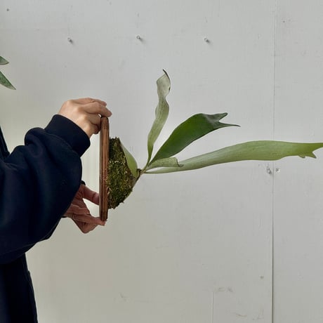 【2026.5/24〜】板付ビカクシダ　P. veitchii AUS [pup]