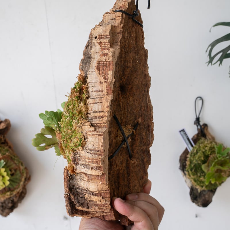 パ*ー様 P. ridleyi 'Pakarang' 中株 コルク付け 2025.7/7〜】板付ビカクシダ P. Ridleyi dwarf silver コルク0