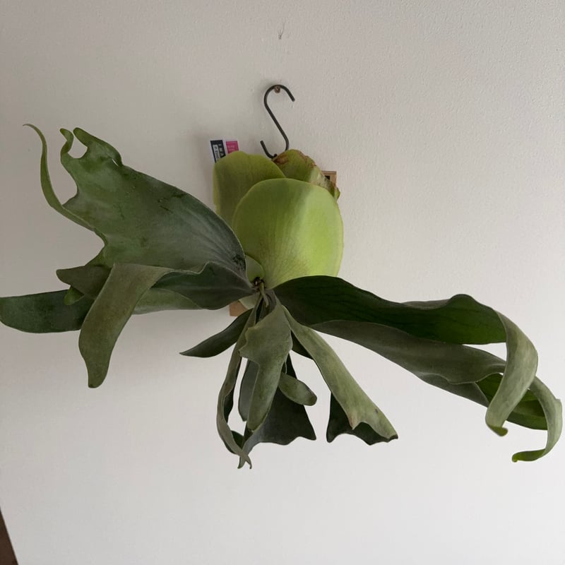 2025.12/14〜】板付ビカクシダ P. Ebid#2（TC） | IMAMA